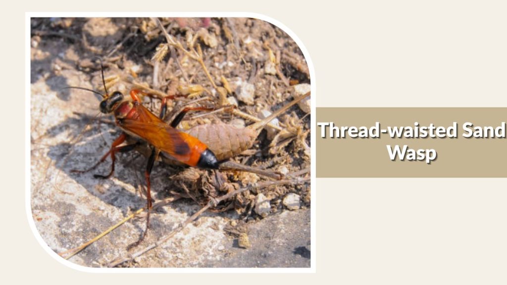 Thread-waisted Sand Wasp