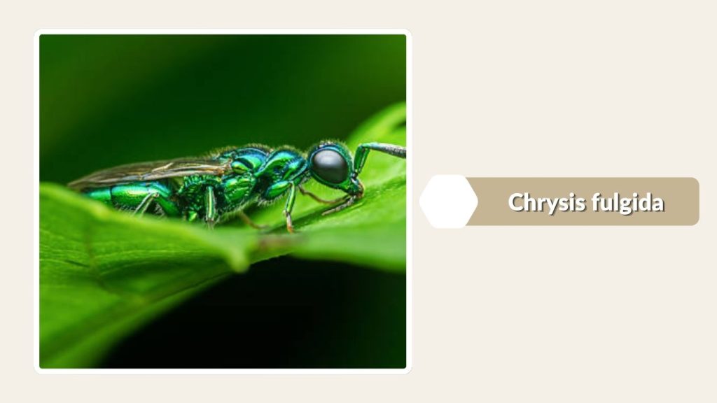 Chrysis fulgida