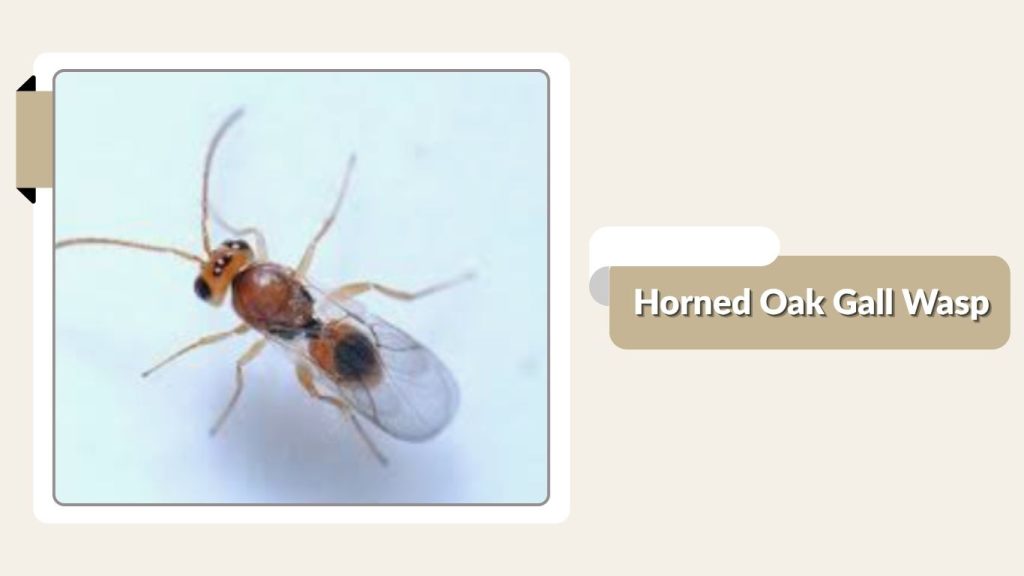 Horned Oak Gall Wasp