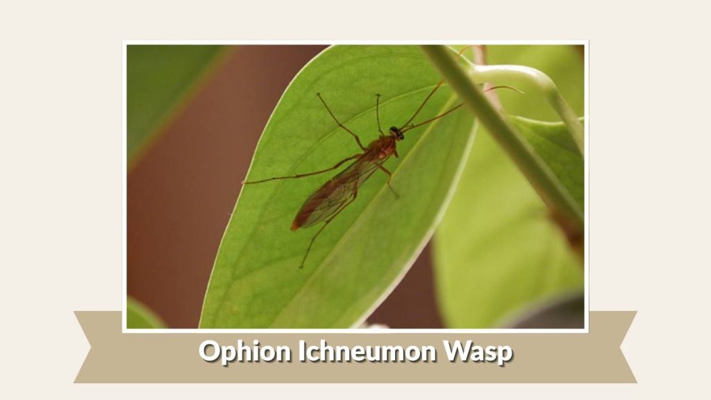 Ophion Ichneumon Wasp