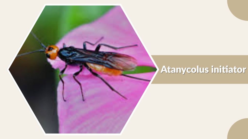 Atanycolus initiator