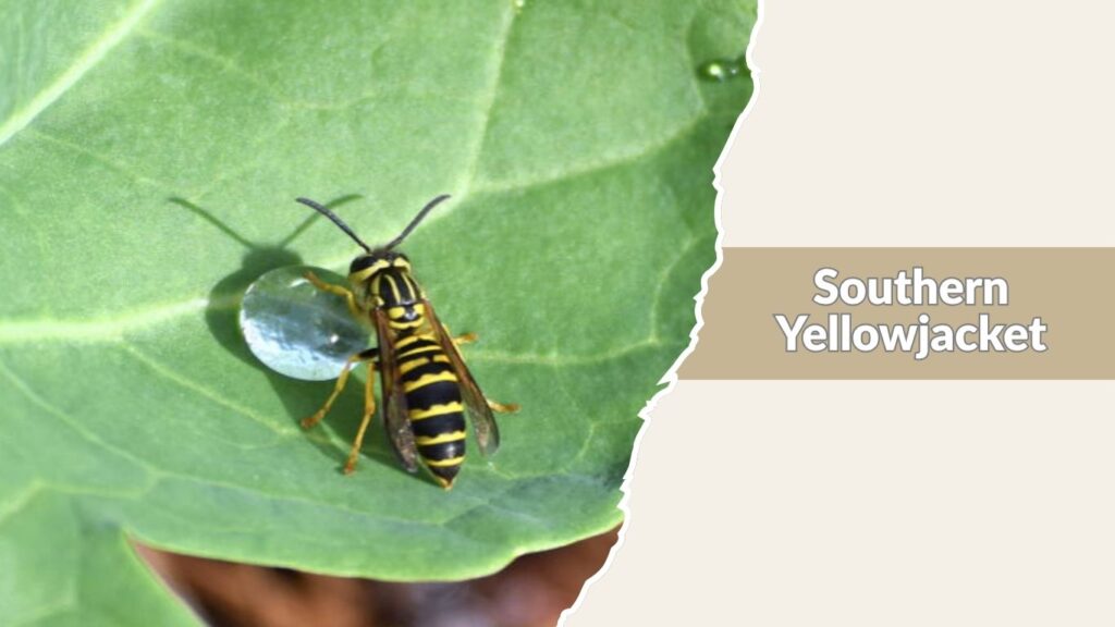 Southern Yellowjacket