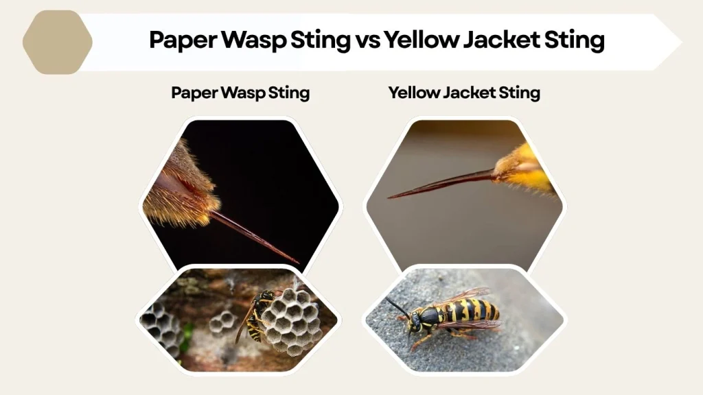 Paper Wasp Sting vs Yellow Jacket Sting