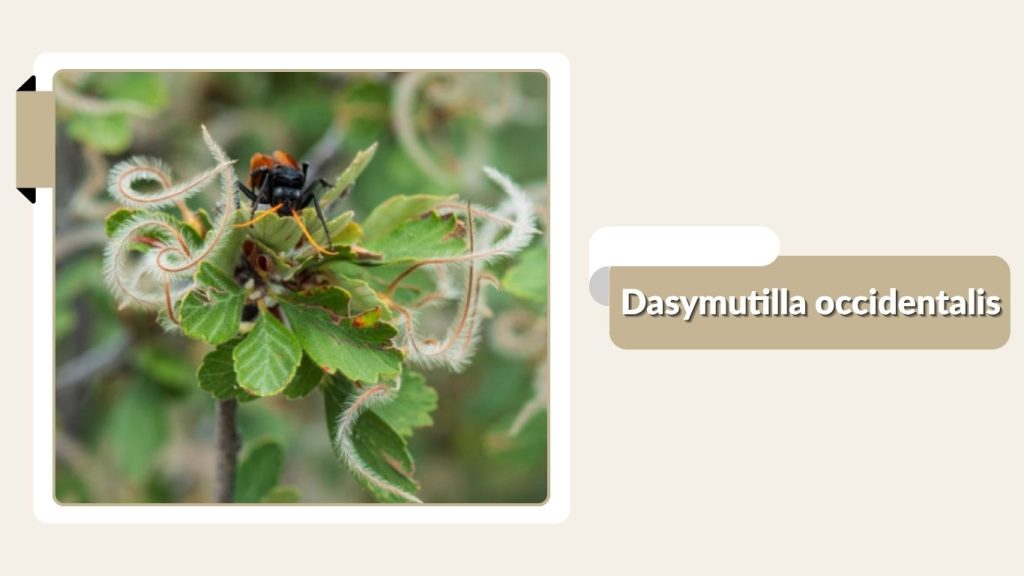 Dasymutilla occidentalis