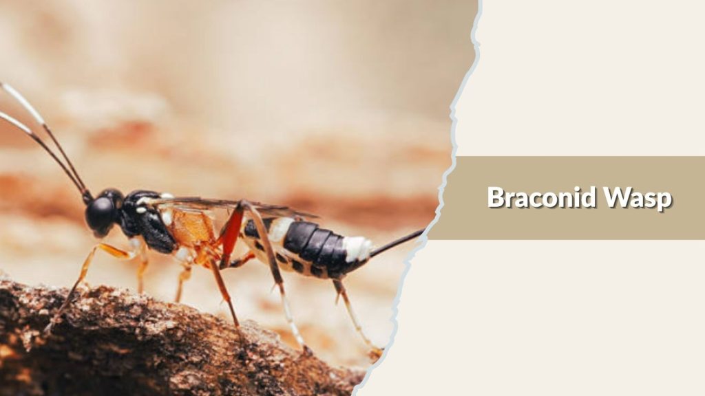 Braconid Wasp