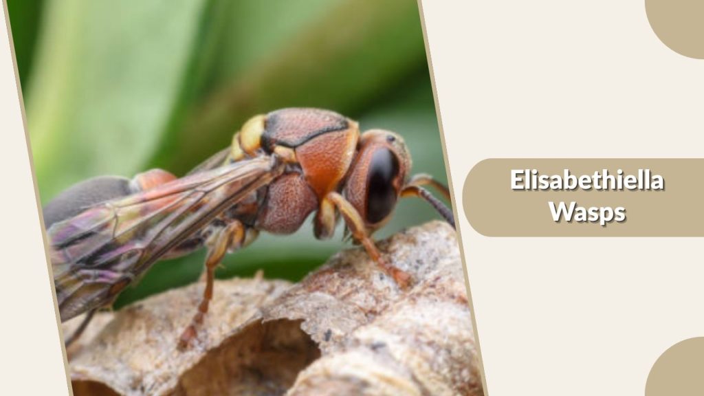 Elisabethiella Wasps