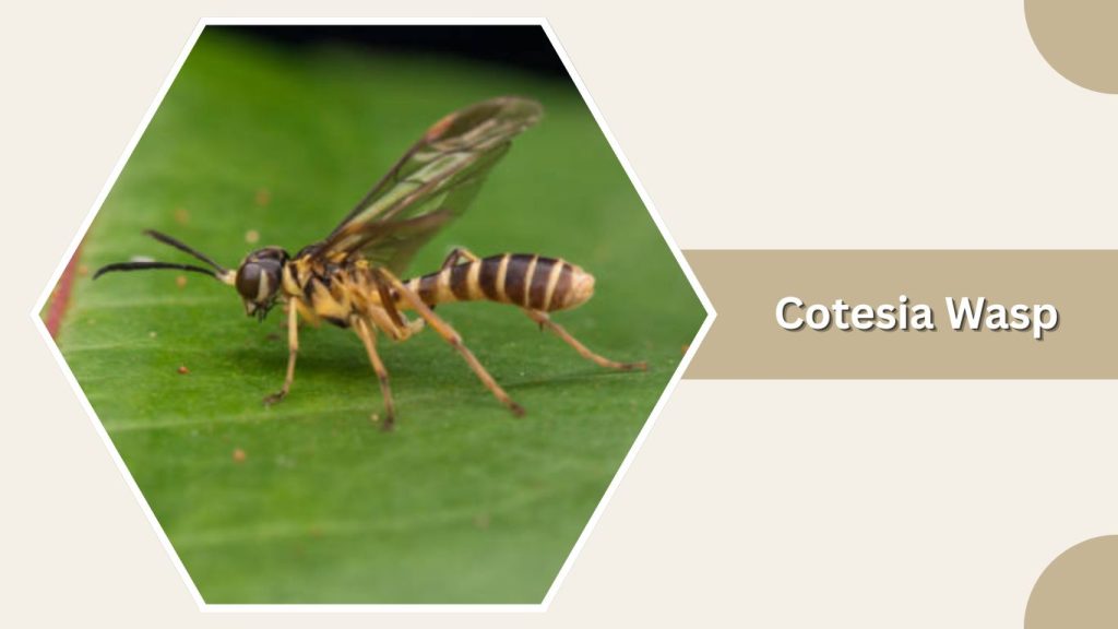 Cotesia Wasp