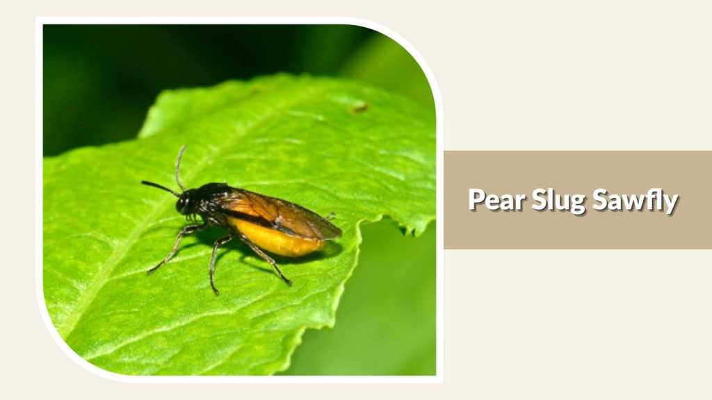 Pear Slug Sawfly