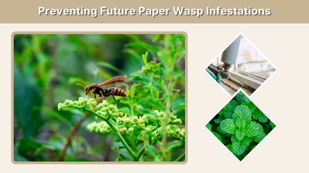 Preventing Future Paper Wasp Infestations