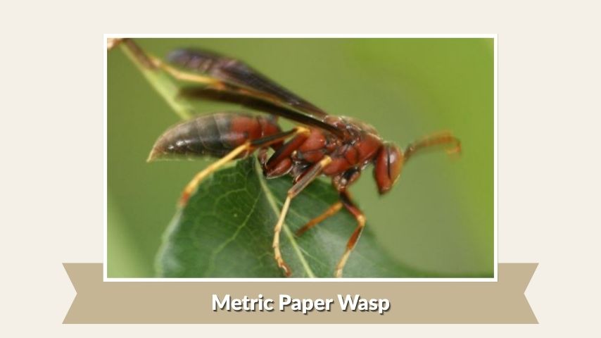 Metric Paper Wasp