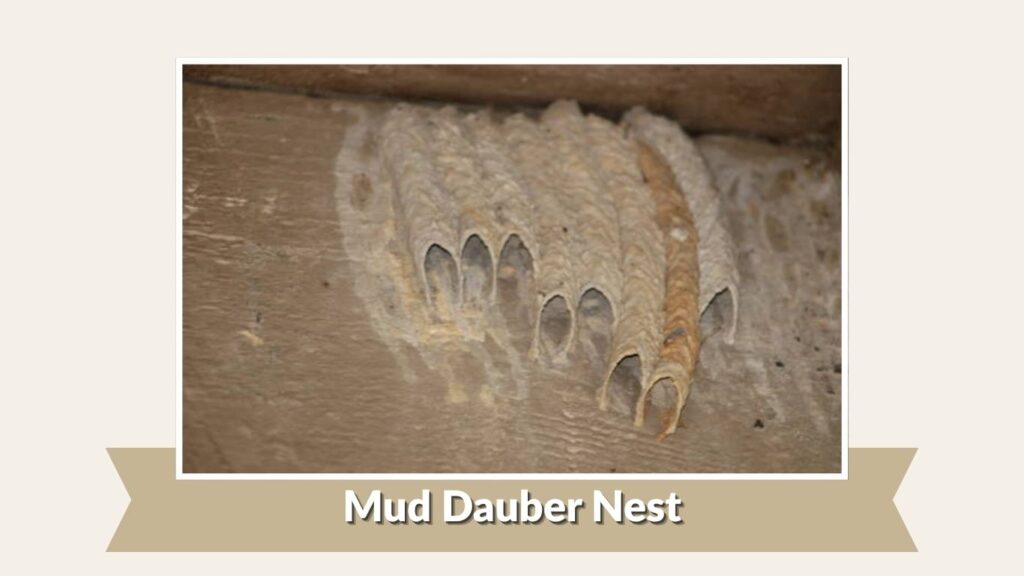 Mud Dauber Nest