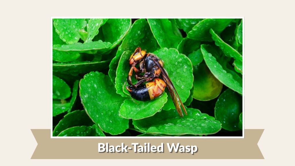 Black-Tailed Wasp