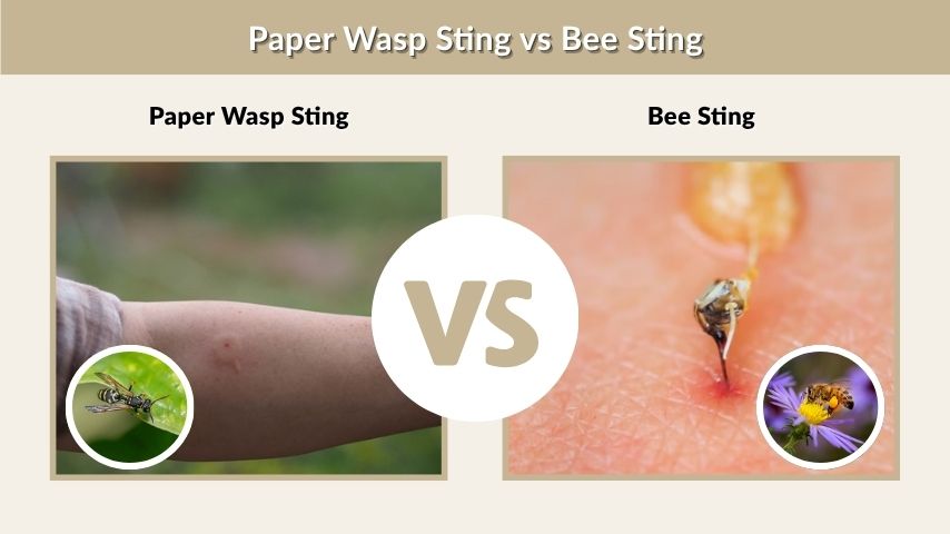 Paper Wasp Sting vs Bee Sting