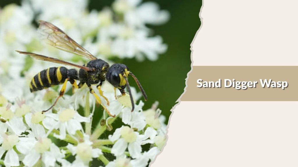 Sand Digger Wasp