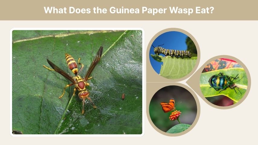 What Does the Guinea Paper Wasp Eat?