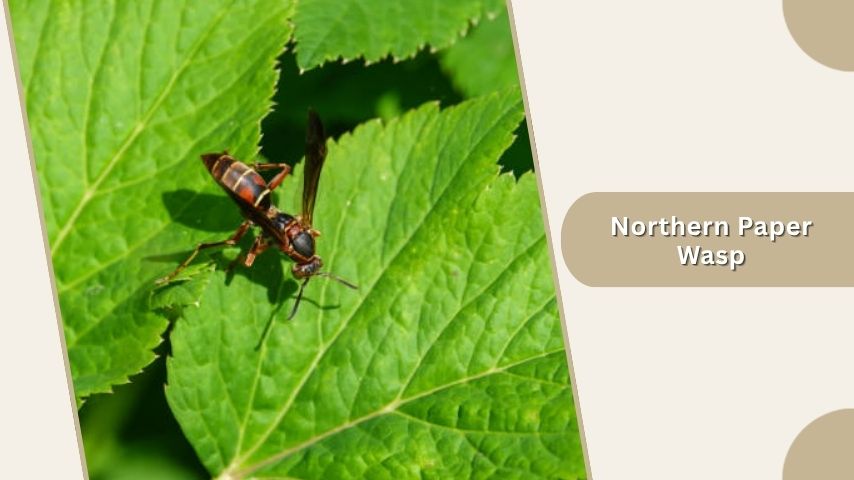 Northern Paper Wasp