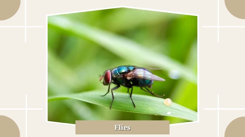 Flies