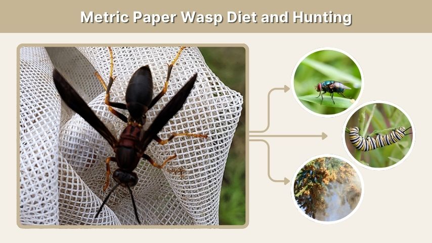 Metric Paper Wasp Diet and Hunting