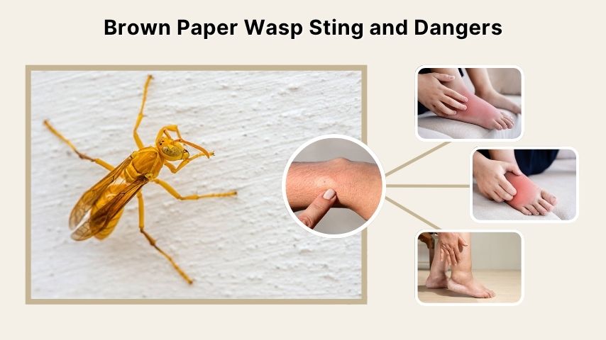 Brown Paper Wasp Sting and Dangers