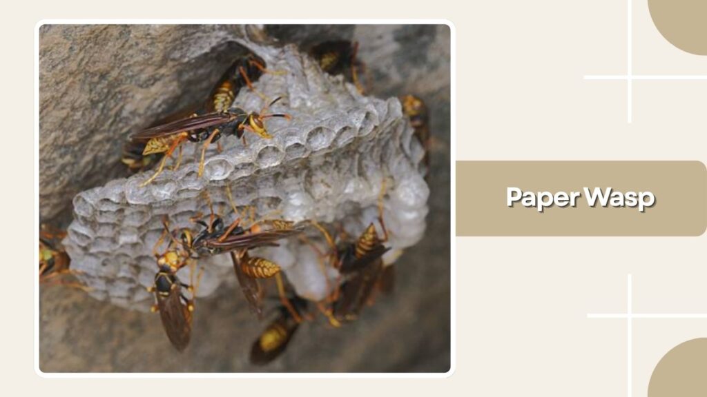 Paper Wasp