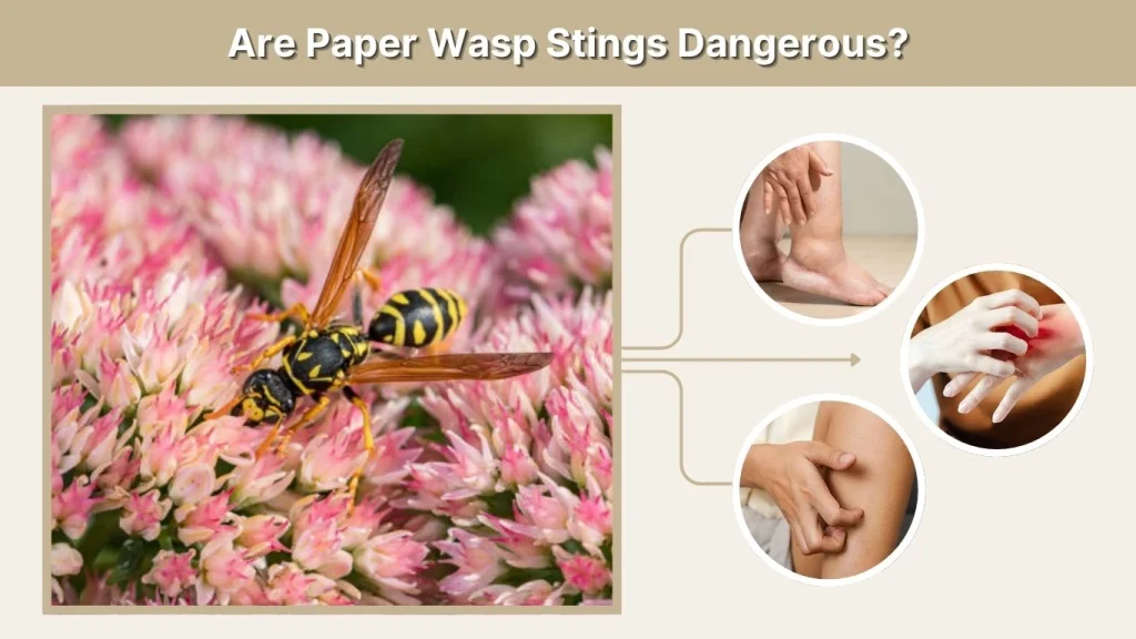 Are Paper Wasp Stings Dangerous?