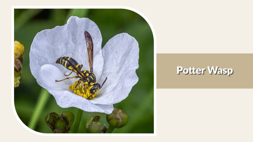 Potter Wasp