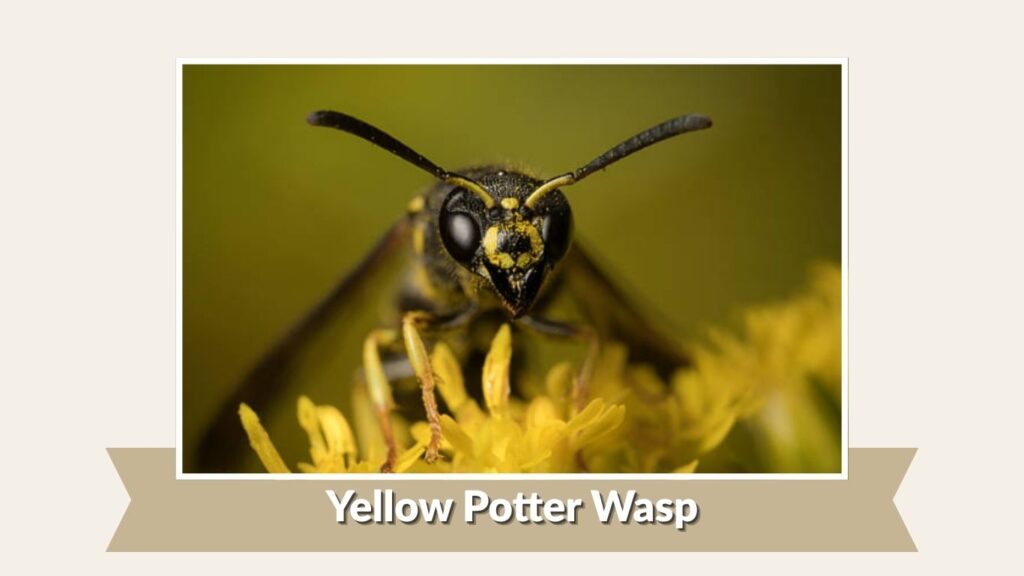 Yellow Potter Wasp
