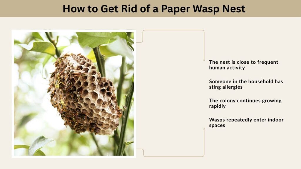 How to Get Rid of a Paper Wasp Nest