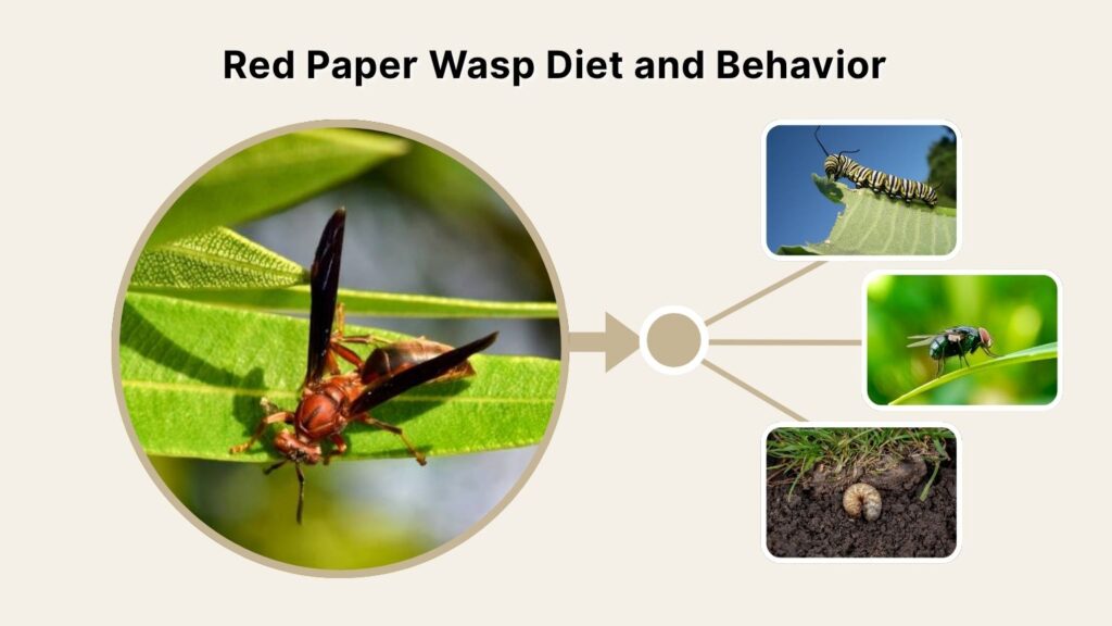Red Paper Wasp Diet and Behavior
