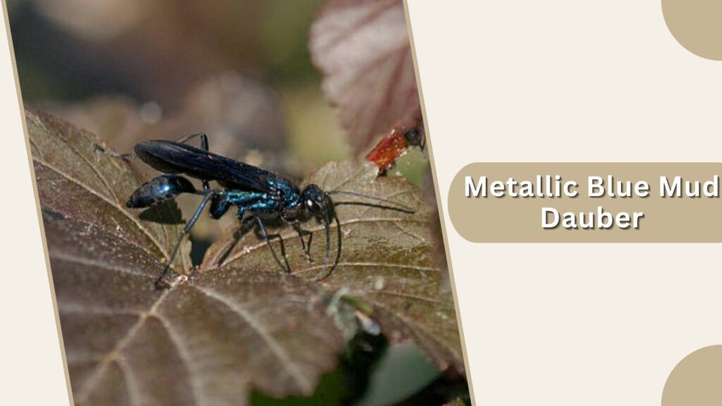 Metallic Blue Mud Dauber