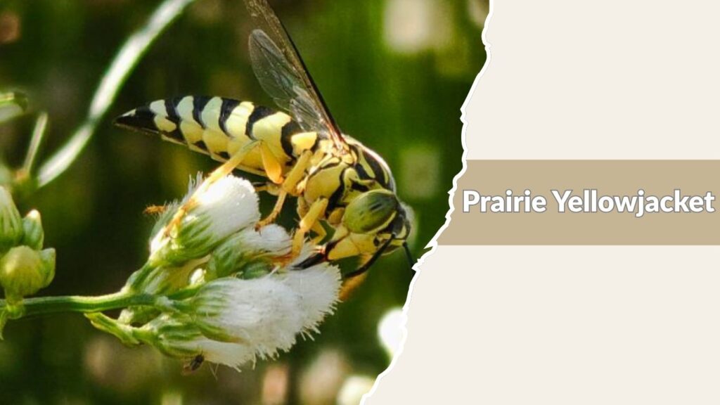 Prairie Yellowjacket