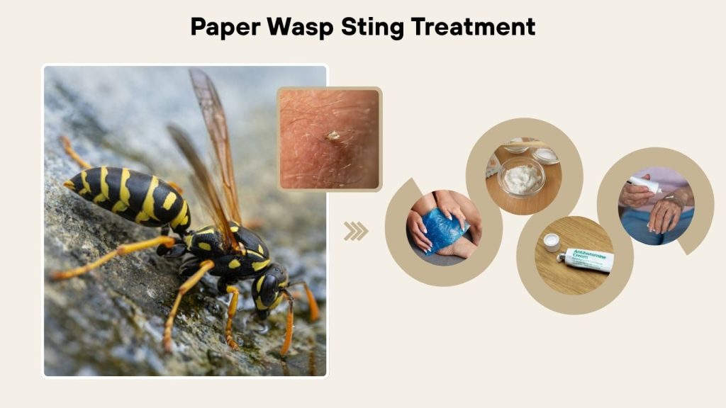 Paper Wasp Sting Treatment