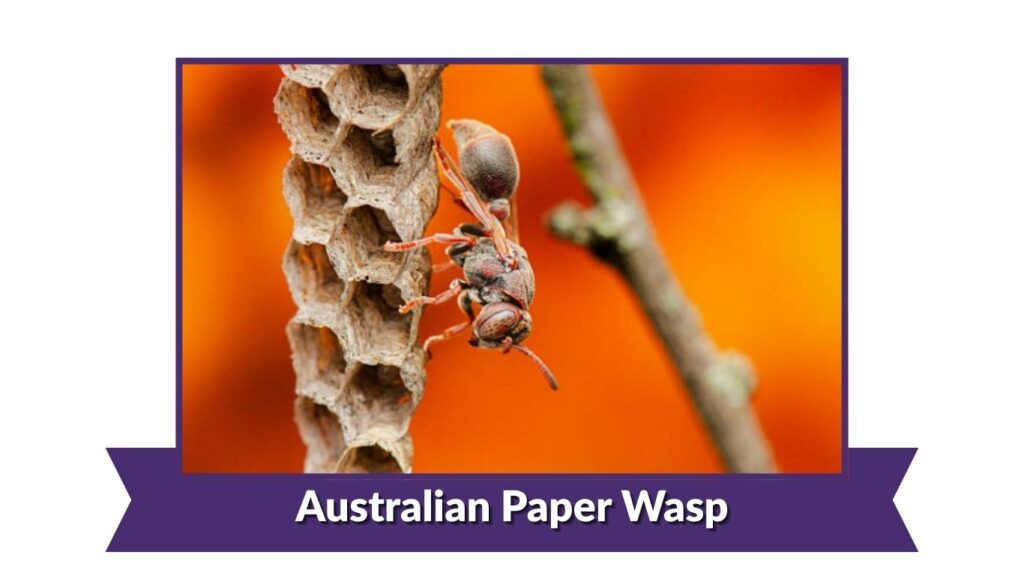 Australian Paper Wasp