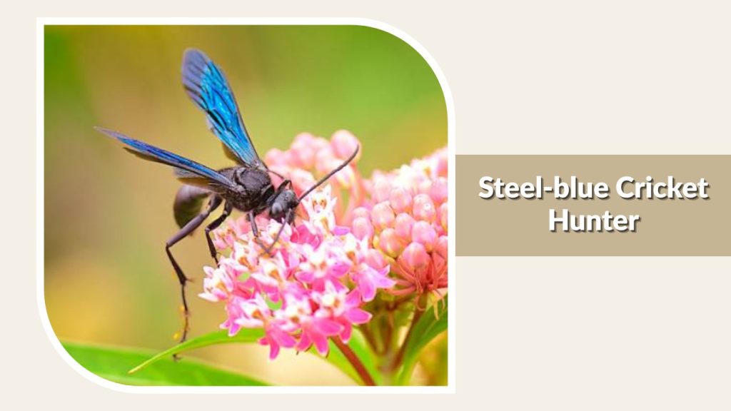 Steel-blue Cricket Hunter