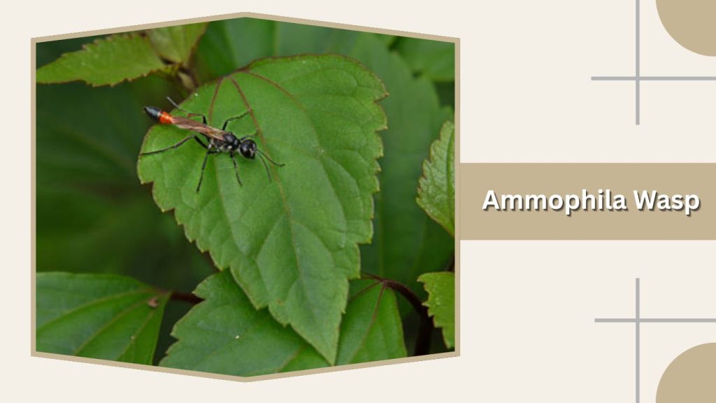 Ammophila Wasp