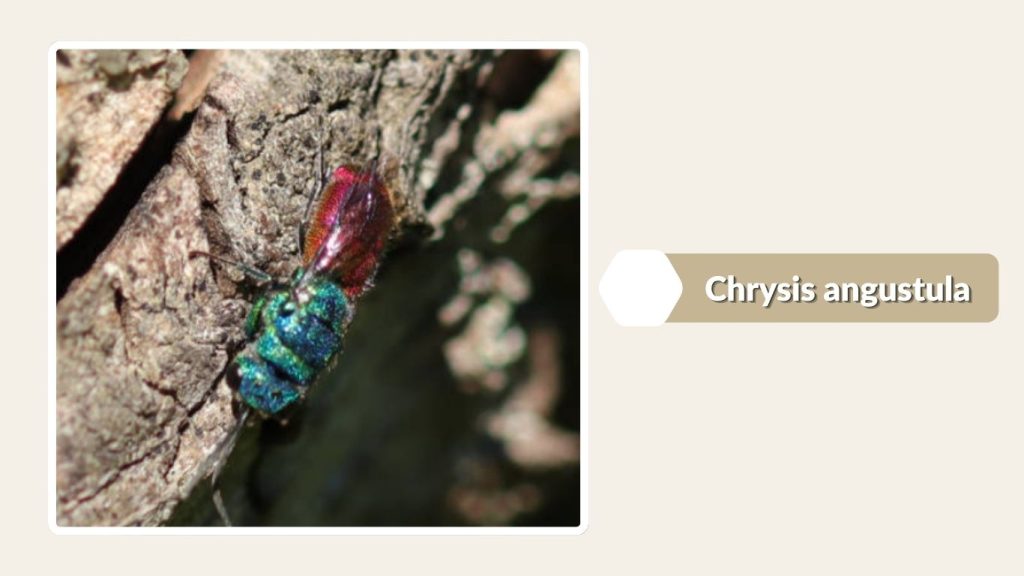 Chrysis angustula