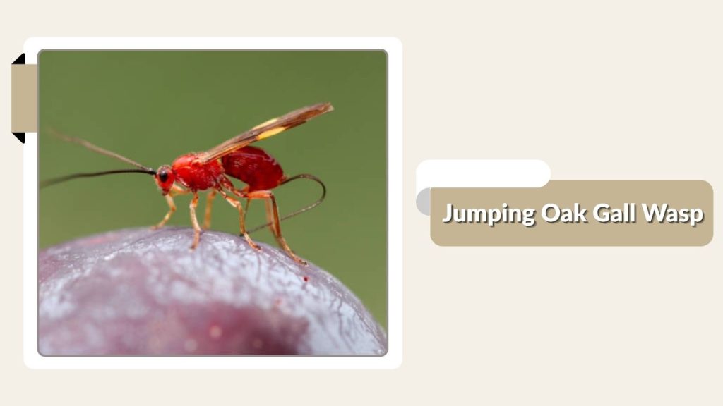 Jumping Oak Gall Wasp