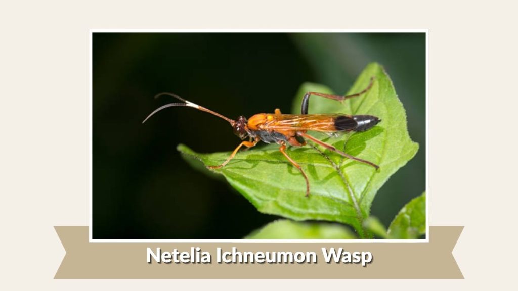 Netelia Ichneumon Wasp