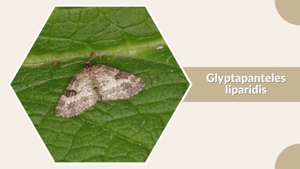 Glyptapanteles liparidis