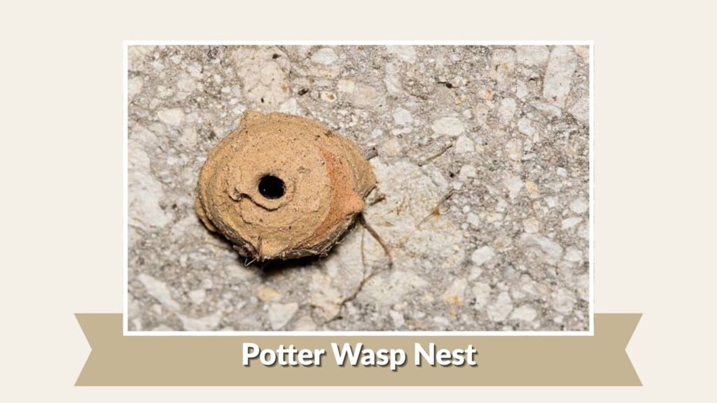 Potter Wasp Nest
