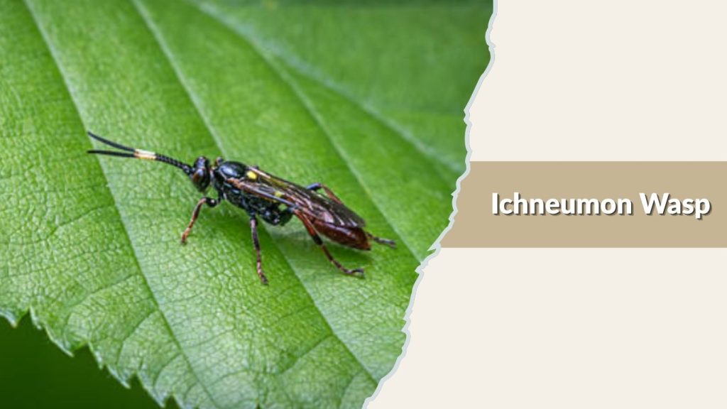 Ichneumon Wasp