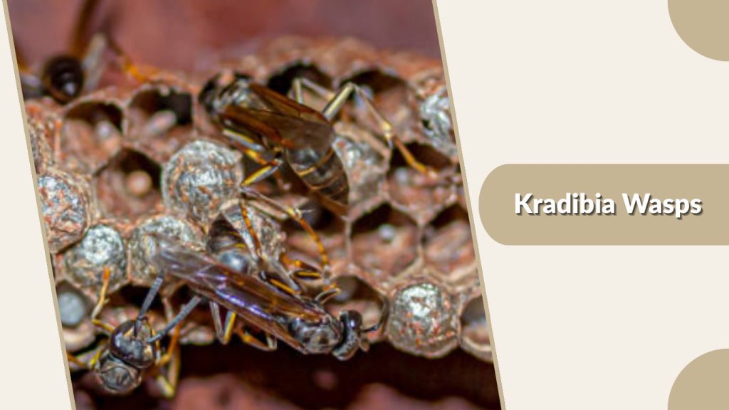 Kradibia Wasps