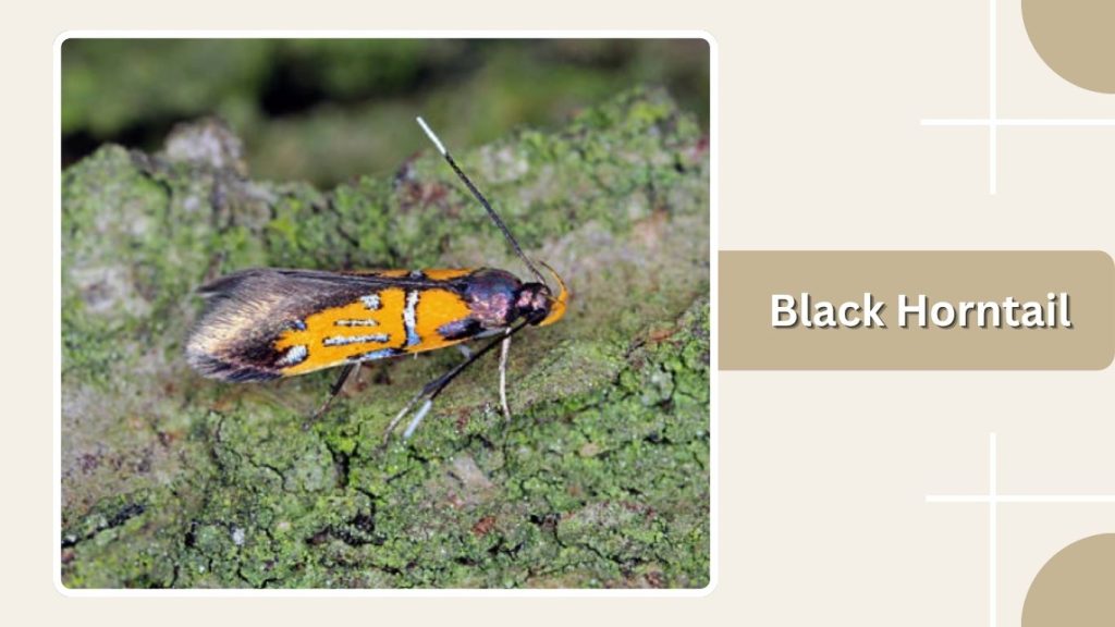 Black Horntail