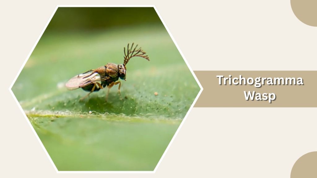 Trichogramma Wasp