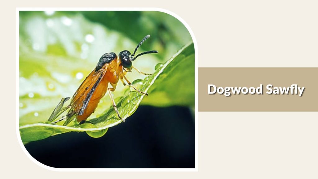 Dogwood Sawfly