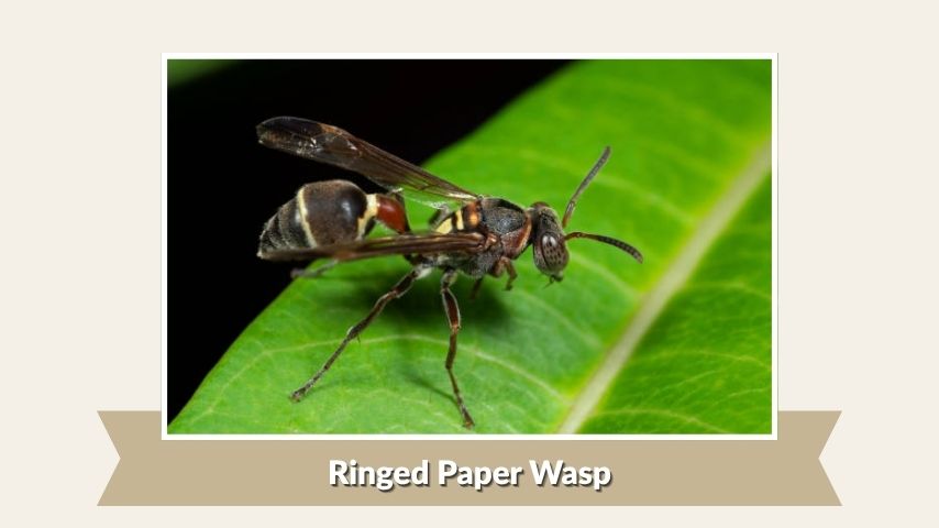 Ringed Paper Wasp