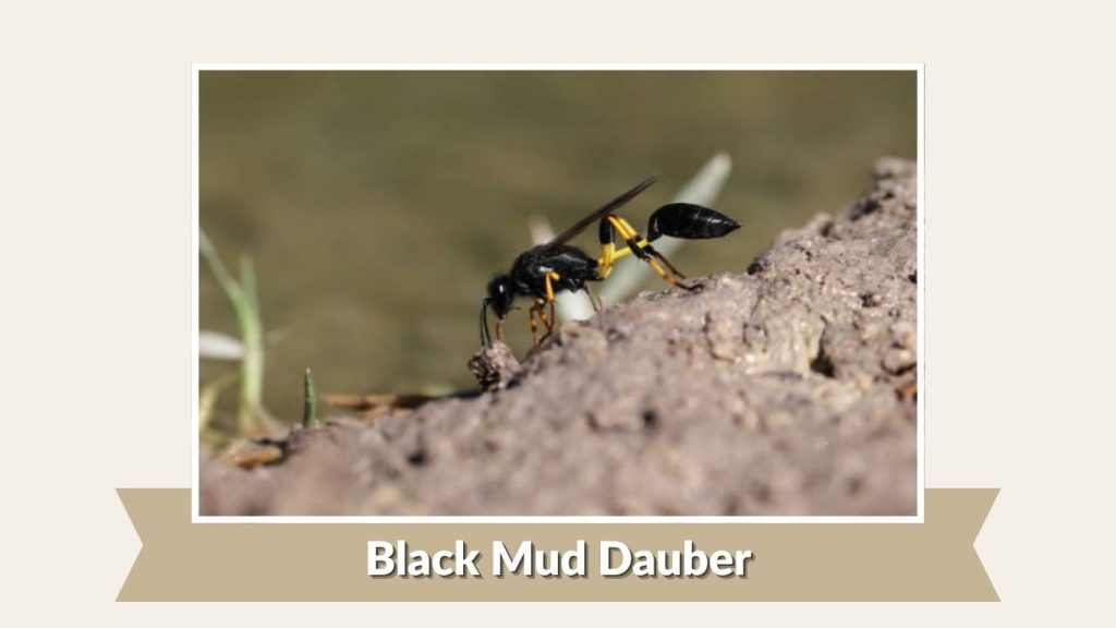 Black Mud Dauber