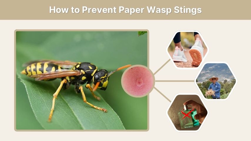 How to Prevent Paper Wasp Stings