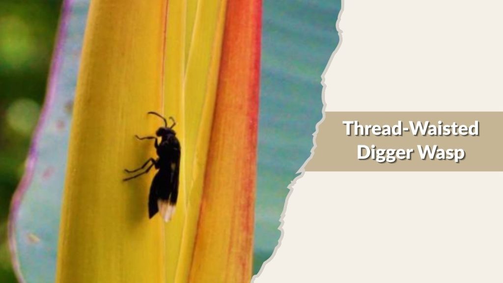 Thread-Waisted Digger Wasp