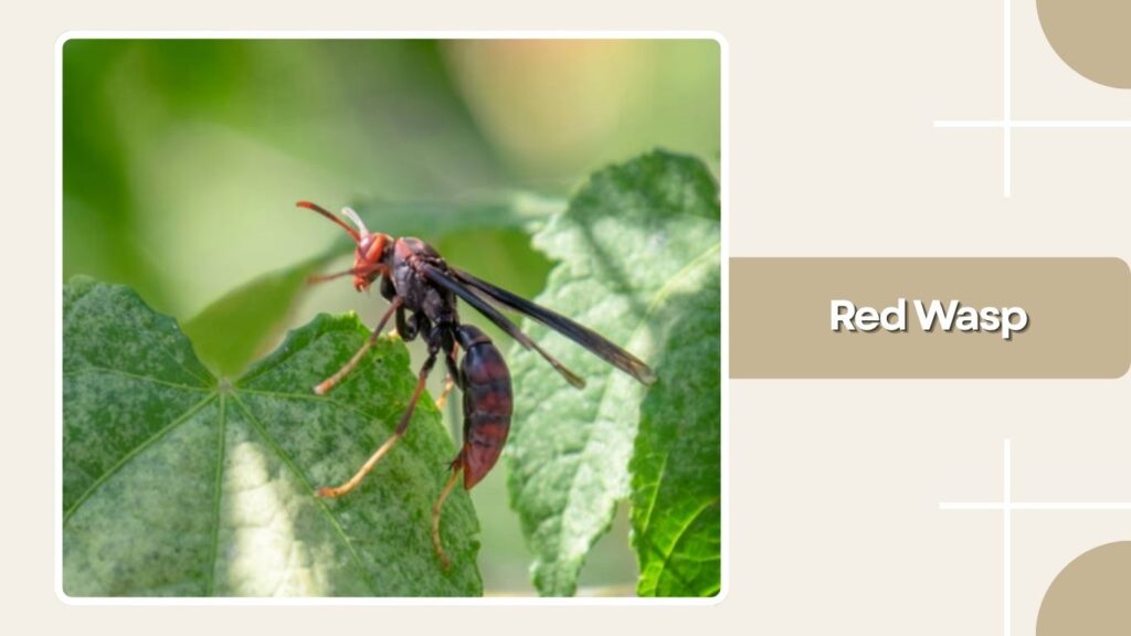 Red Wasp